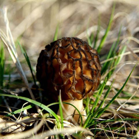 村里一種野生菌，現(xiàn)在逐步減少，一斤600多元價值很珍貴