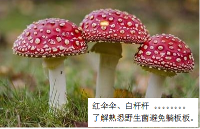 預(yù)防毒蘑菇中毒，這些事你該知道